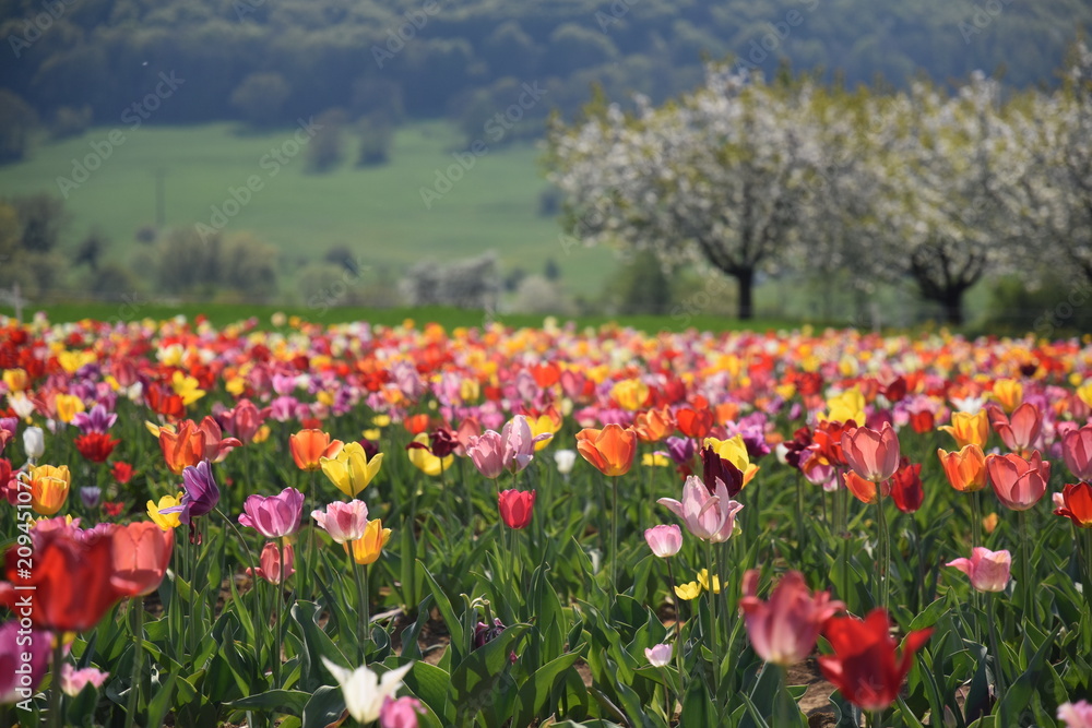Tulpenfeld | Field of tulips