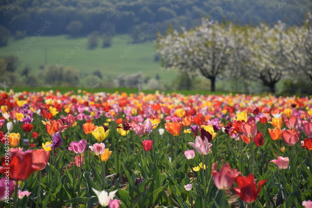 Tulpenfeld | Field of tulips Tulpenfeld | Field of tulips