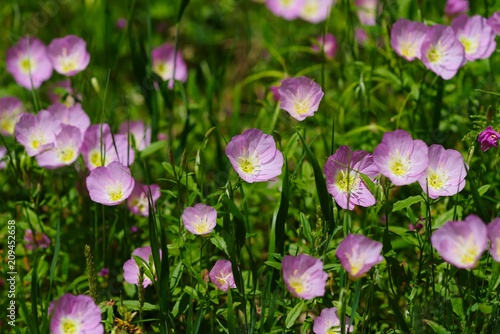 Oenothera speciosa (Momoiro hiruzaki tsukimisou)
