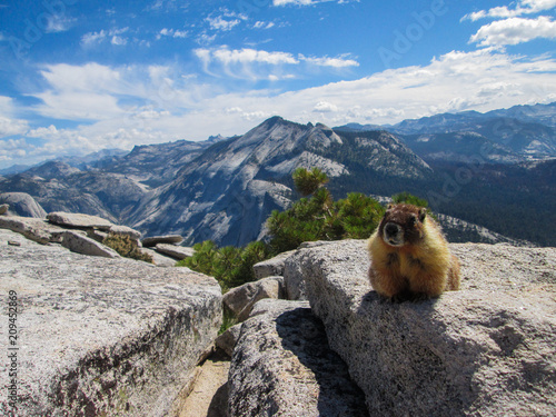 Groundhog in Yosemite