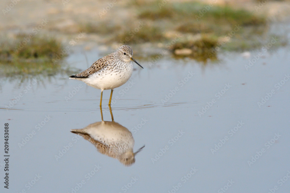 Marsh Sandpiper in shallow water Marsh Sandpiper in shallow water