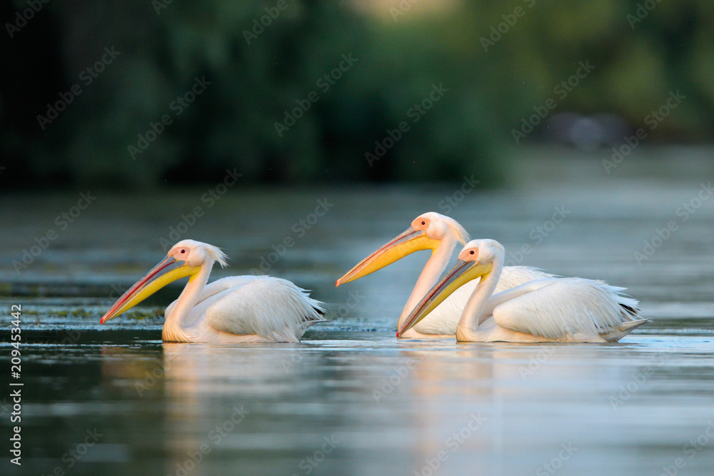 White Pelicans on water