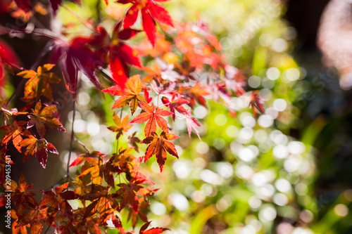 Beautiful Red Japanese maple tree leaves on autumn.