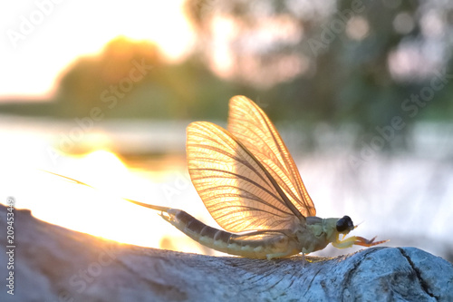 Long tailed mayfly or tisa mayfly