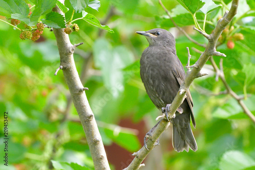 Starling chick, first summer