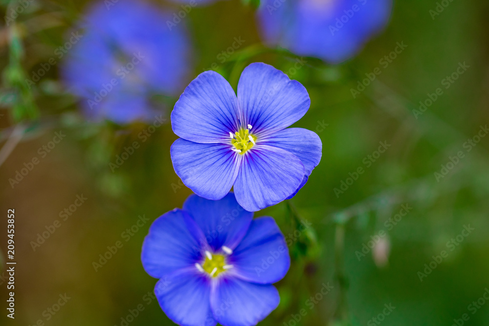 Beautiful nature scene with blooming flax flowers in sun flare Beautiful nature scene with blooming flax flowers in sun flare
