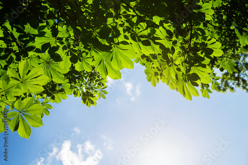 Bilde på lerret Green fresh leaves on chestnut tree with blue sky