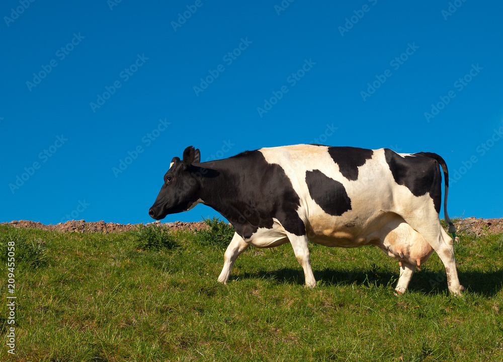 Black & White Milk cow, walking across a field, against a clear blue sky Black & White Milk cow, walking across a field, against a clear blue sky
