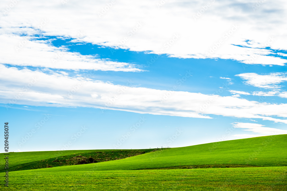 Obraz premium A stunning scene of green grassland and blue sky with clouds. New Zealand Agriculture.
