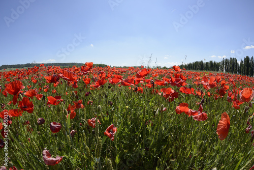 Fototapeta Naklejka Na Ścianę i Meble -  Amapolas en el campo en un día soleado