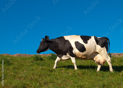Black & White Milk cow, walking across a field, against a clear blue sky