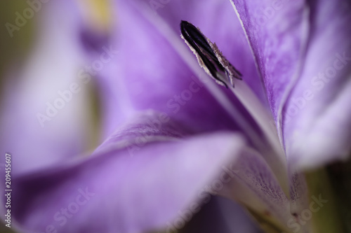 lilly
