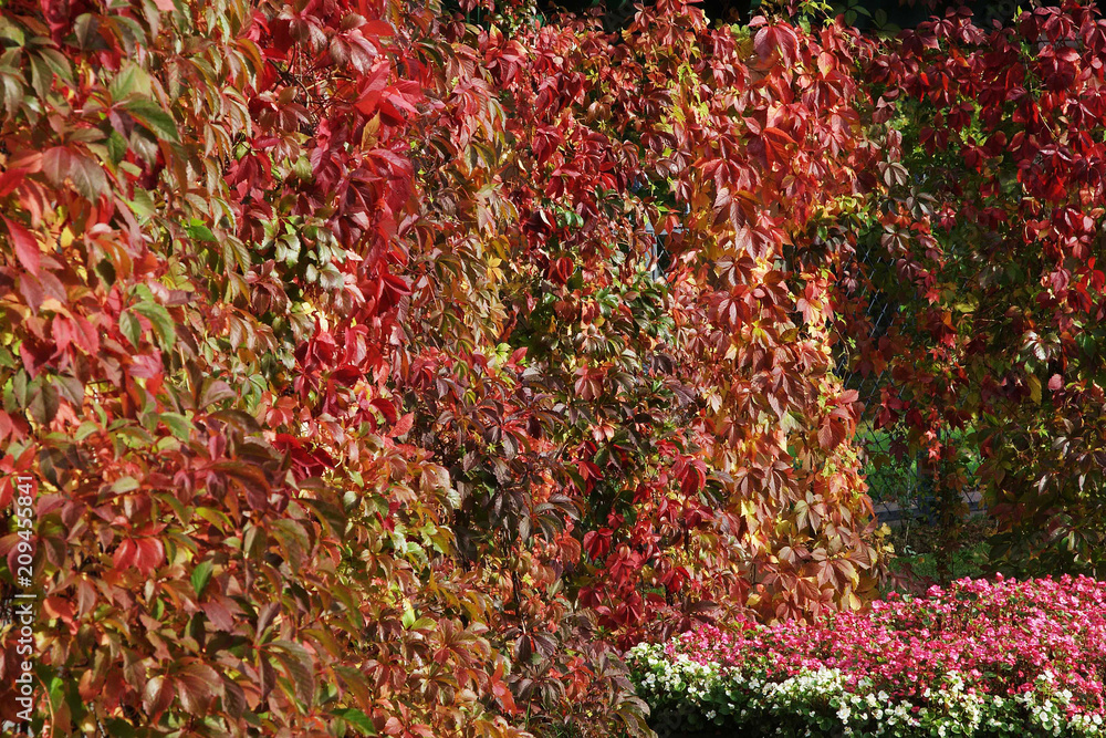 GOLD OF AUTUMN GOLD OF AUTUMN