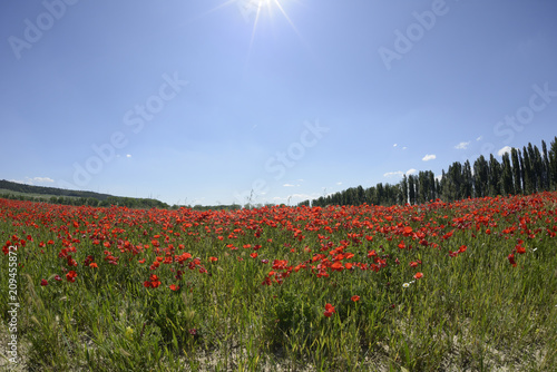 Fototapeta Naklejka Na Ścianę i Meble -  Amapolas en el campo en un día soleado