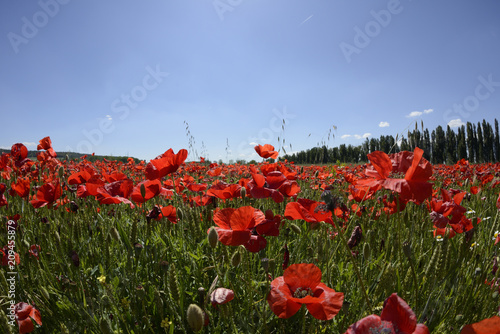 Fototapeta Naklejka Na Ścianę i Meble -  Amapolas en el campo en un día soleado
