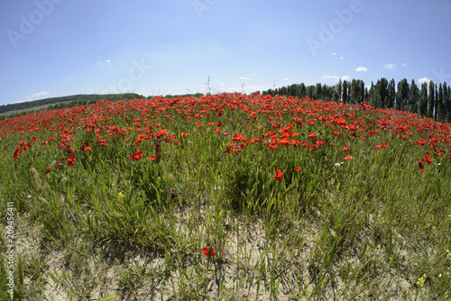 Fototapeta Naklejka Na Ścianę i Meble -  Amapolas en el campo en un día soleado