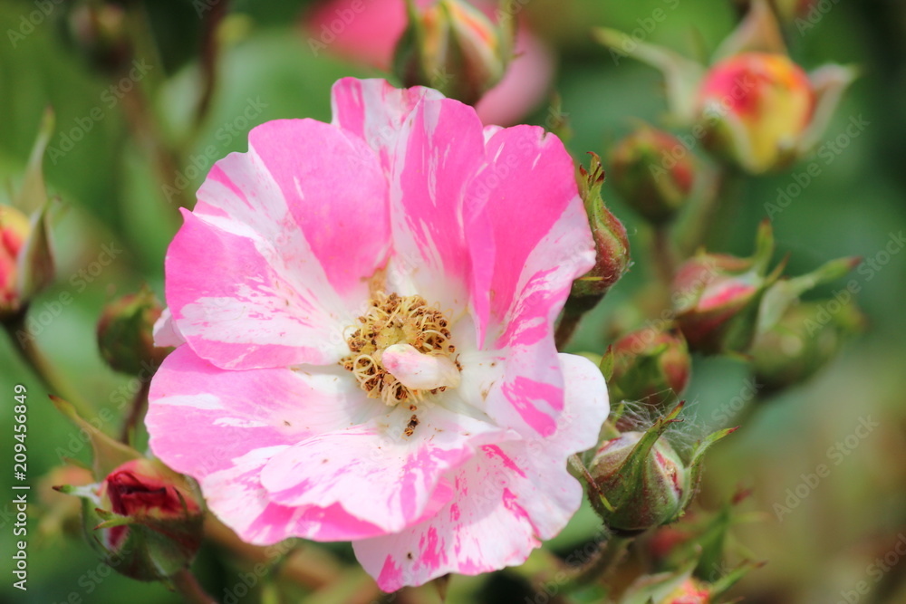 Pink rose flower head in rosarium in the Hague, the Netherlands. Pink rose flower head in rosarium in the Hague, the Netherlands.