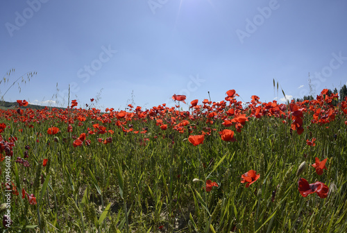 Fototapeta Naklejka Na Ścianę i Meble -  Amapolas en el campo en un día soleado