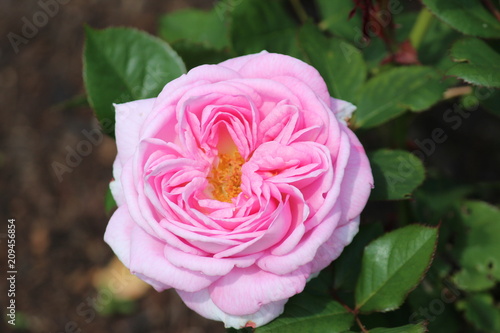 Pink rose flower head in rosarium in the Hague, the Netherlands. photo