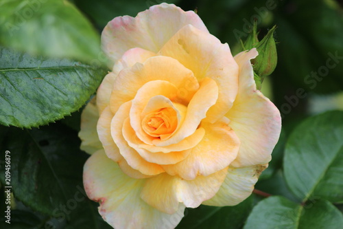 Yellow rose flowerhead flower in Rosarium in park in The Hague, the Netherlands photo