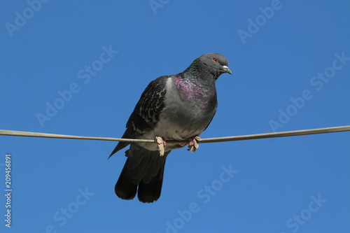 Canvas Print Pigeon on a wire