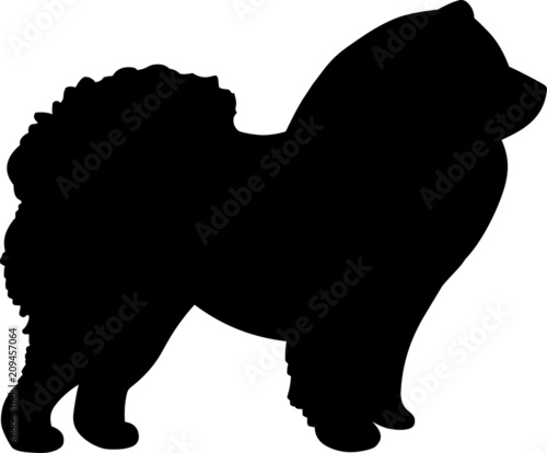 Chow Chow Dog