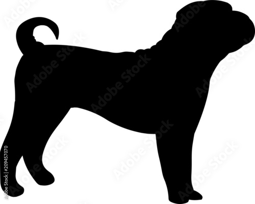 Shar Pei Dog