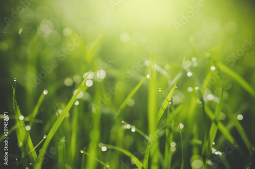beautiful nature green grass with raindrops with morning sunlight background in vintage tone