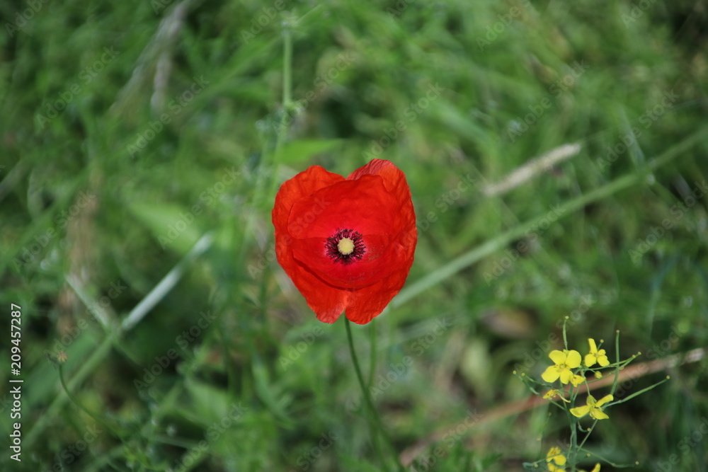 Obraz premium siingle flower head of a poppy in the sun along the road in the Netherlands.