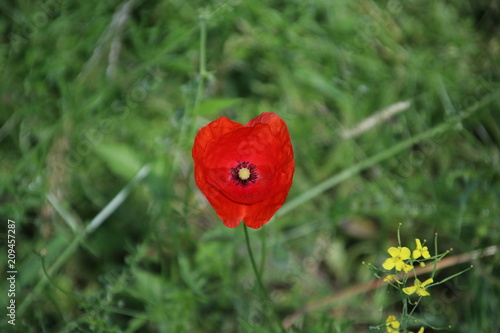 siingle flower head of a poppy in the sun along the road in the Netherlands.