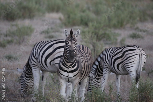 namibie