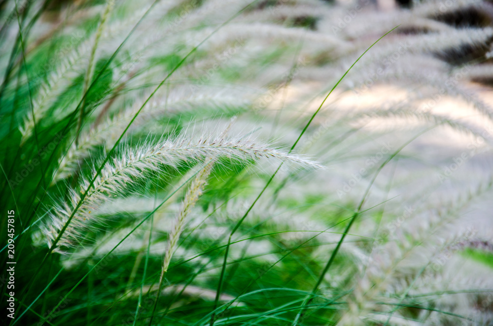 Fountain Grass. Pennisetum setaceum (Forssk.) in the morning