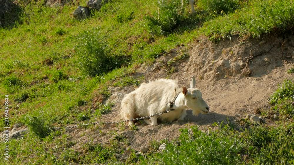 A white goat, chained by a chain, lies in the dust on the ground. A white goat, chained by a chain, lies in the dust on the ground.