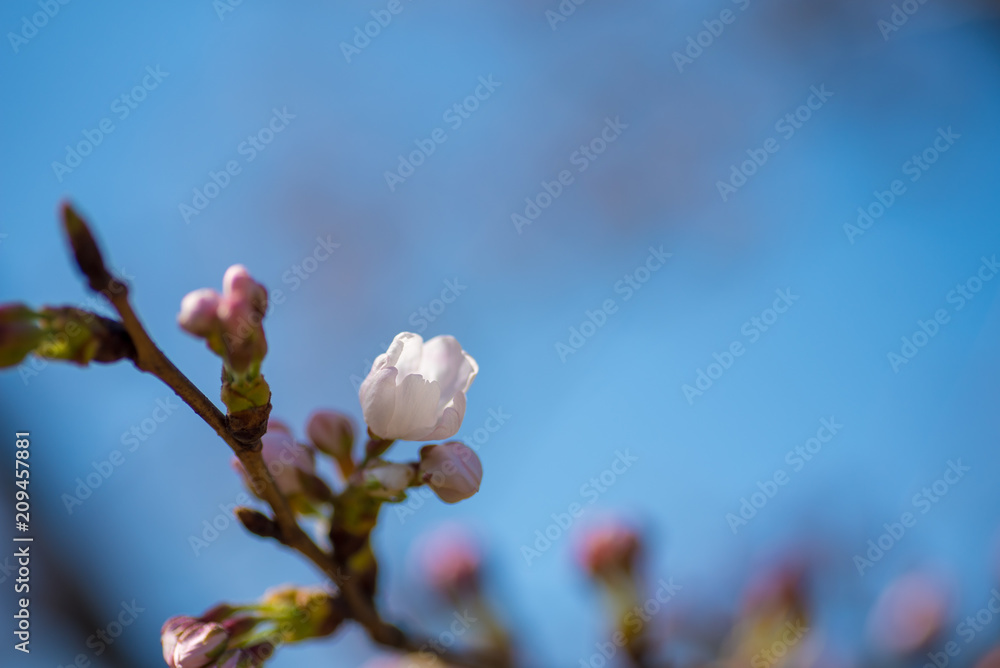 春の桜