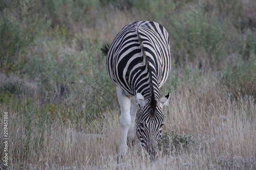 namibie