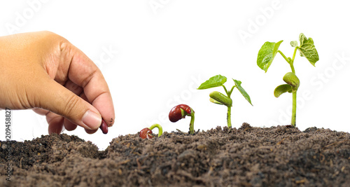 Fotografie, Obraz Farmer hand seed planting with seed germination sequence