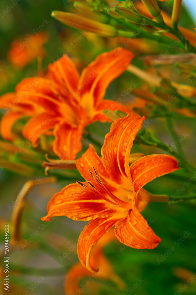 Orange Lily, red-orange flowers. Raindrops on the petals of orange flowers. Orange Lily, red-orange flowers. Raindrops on the petals of orange flowers.