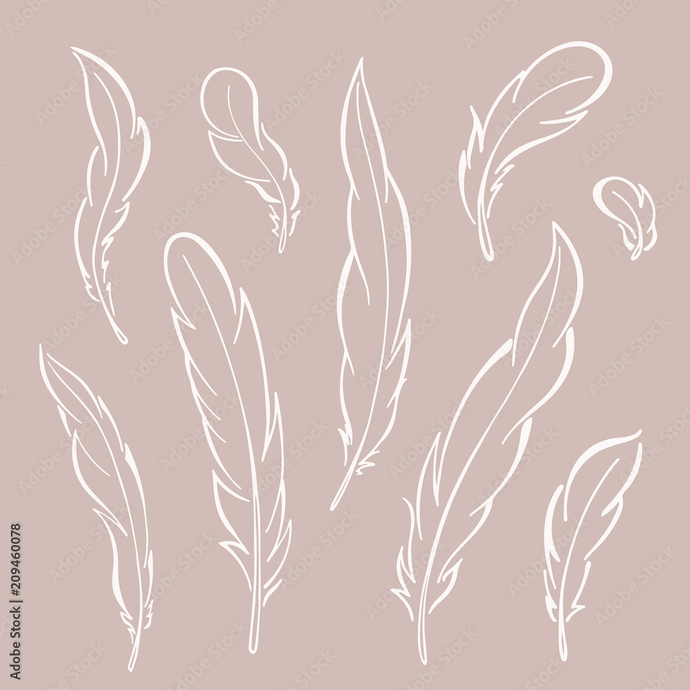 Feathers rooster set. Hand drawn vector illustration.