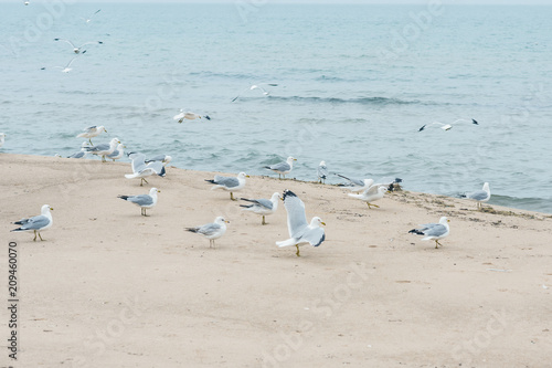 A lot of  seagulls on the beach of Lake Michigan. Space for text