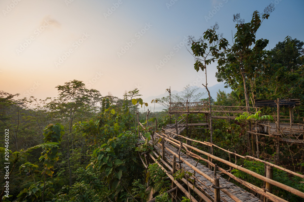 Bamboo walkway in the jungle