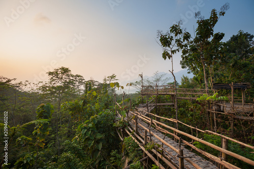 Bamboo walkway in the jungle