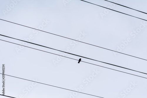 silhouette bird on a wire or electric line. Atmospheric photography. Concept