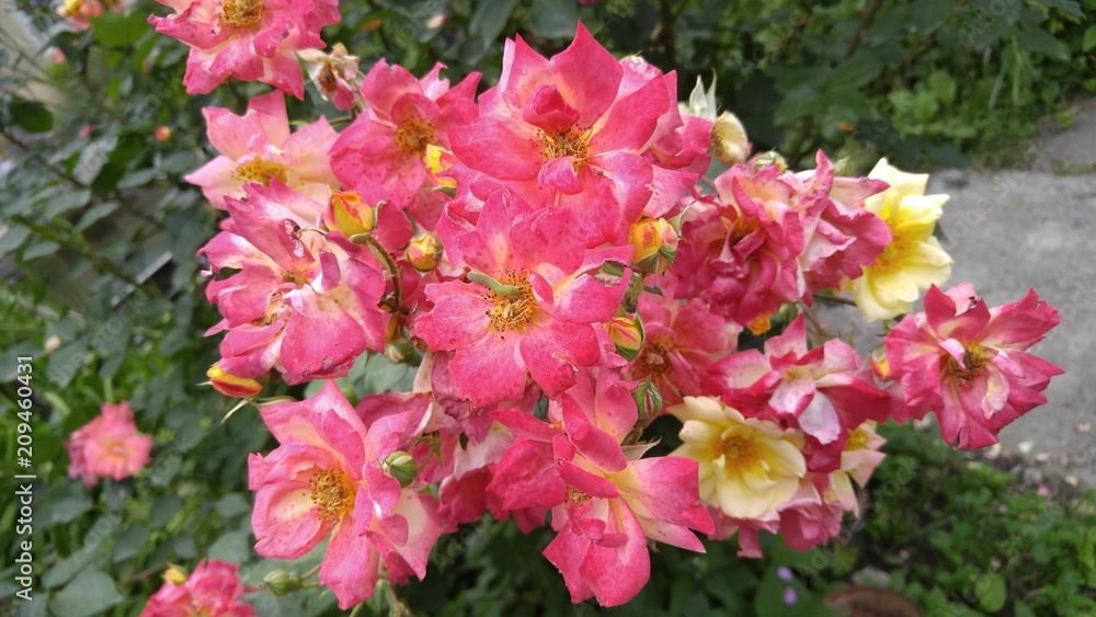 Pink and yellow rosebush in the garden.