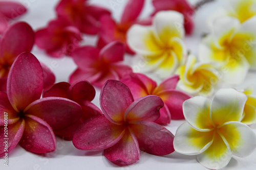 Plumeria on white background