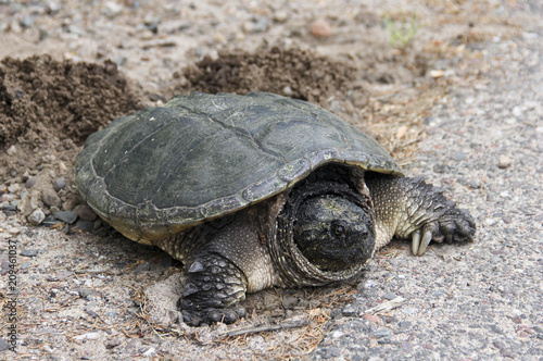 Nesting Common Snapping Turtle