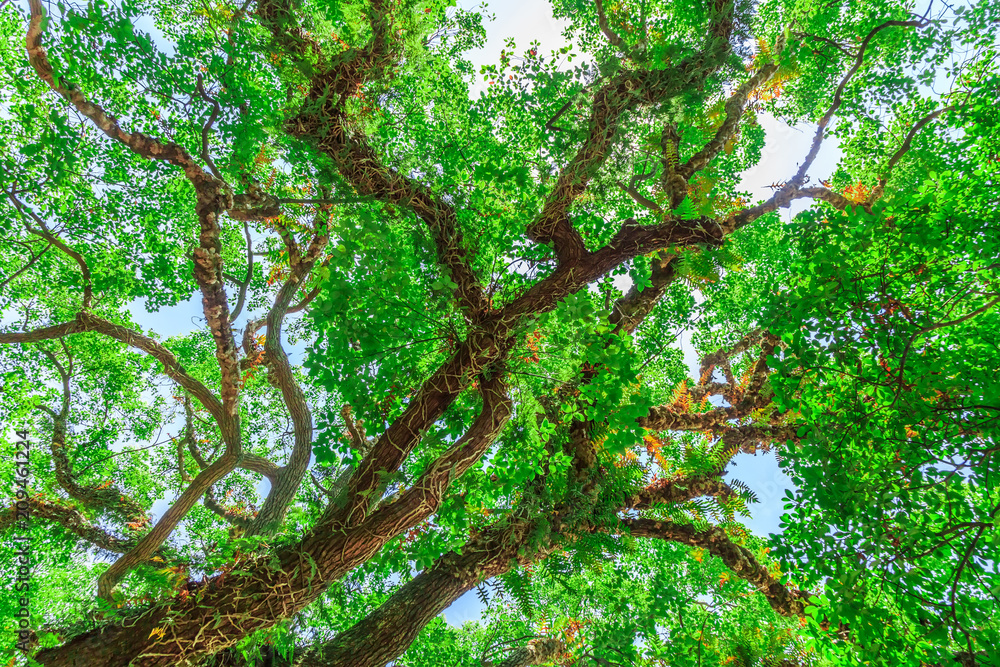 Obraz premium Green forest