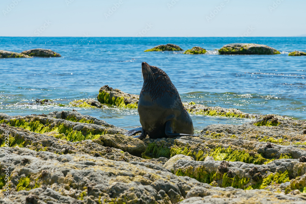 Fototapeta premium Baby cute foka na plaży wybrzeża skały, naturalne życie morskie