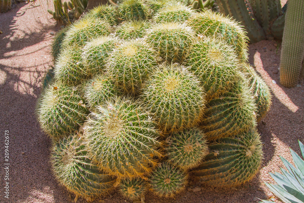 Cactus plants in the open-air banana garden. Marrakech, Morocco, Africa