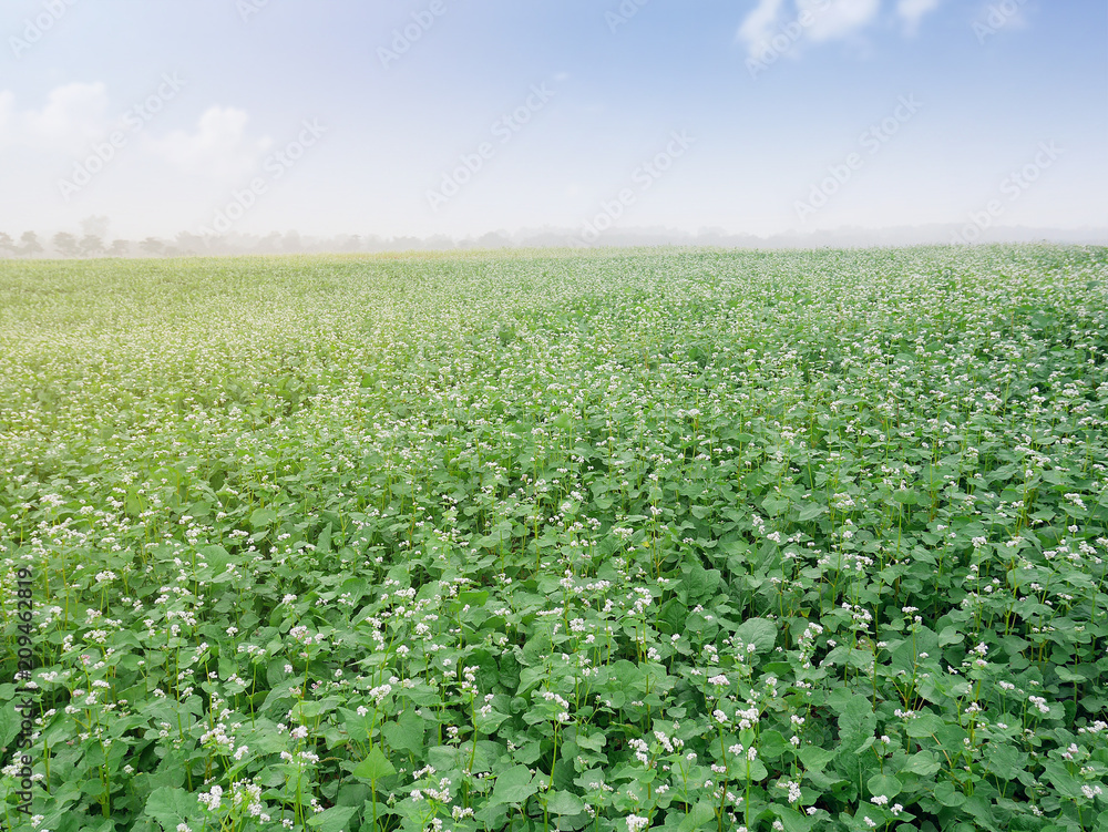 Beautiful scenery of large buckwheat field showing white buckwheat flowers in bloom Beautiful scenery of large buckwheat field showing white buckwheat flowers in bloom