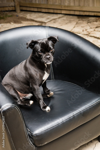 ソファーでくつろぐ小型犬